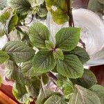 Plectranthus purpuratusЛист