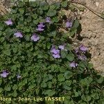 Cymbalaria aequitriloba Habit