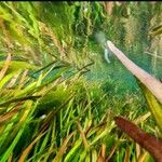 Vallisneria spiralis Likasa