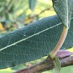 Salix cinerea অন্যান্য