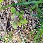 Desmodium intortum Blatt