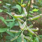 Crotalaria retusa Φρούτο