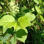 Physalis heterophylla Foglia