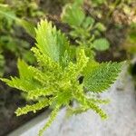 Urtica membranacea Листок