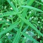 Stellaria holostea Leaf