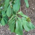 Asimina triloba Lehti