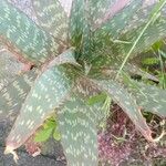 Aloe maculata Leaf