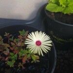 Cleretum bellidiforme Flower