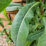 Lactuca serriola Leaf