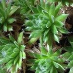 Sempervivum arachnoideum পাতা