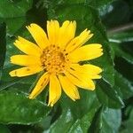 Sphagneticola trilobata Flower