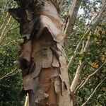 Betula costata Bark