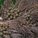 Raphia textilis Fruto