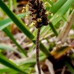 Plantago atrata Flower