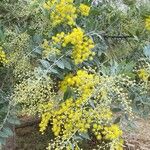 Acacia podalyriifolia Hoja