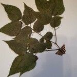 Celtis occidentalis Leaf