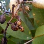 Qualea parviflora Fruit