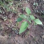 Tithonia tubaeformis Blatt