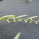 Phyllanthus pentandrus Floro