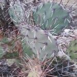 Opuntia oricola Fulla