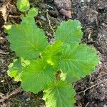 Primula malacoides Levél