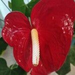 Anthurium scherzerianumLorea