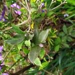 Brunfelsia latifolia Blad