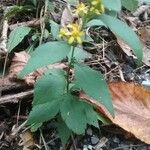 Solidago caesia кора