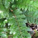 Polystichum polyblepharum Hoja