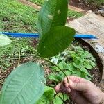 Bellucia grossularioides Leaf