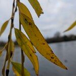 Salix × pendulina Leaf