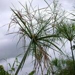 Cyperus giganteus Други