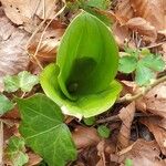 Neottia ovata Leaf