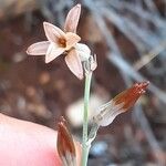 Dipcadi brevifolium Flor