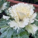 Brassica oleracea Blad