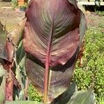 Canna × hybrida Leaf