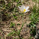 Ranunculus pyrenaeus Yeri