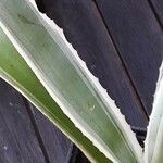 Agave vivipara Blad