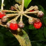 Marcgravia nepenthoides Плод