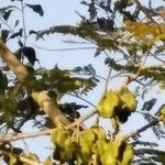 Peltogyne purpurea Fruit