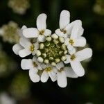 Iberis ciliata Flower