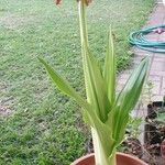 Scadoxus puniceus Habitatea