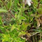 Nepeta nuda Blad