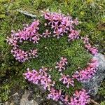 Saponaria pumila Flower