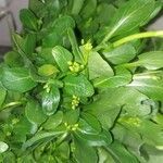 Brassica rapa Leht