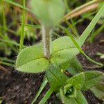 Cerastium glomeratum Ліст