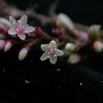 Persicaria barbata Flor