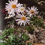 Chrysanthemum zawadzkii Fleur