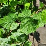 Rubus deliciosus Foglia