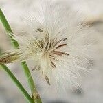 Sonchus tenerrimus Vrucht